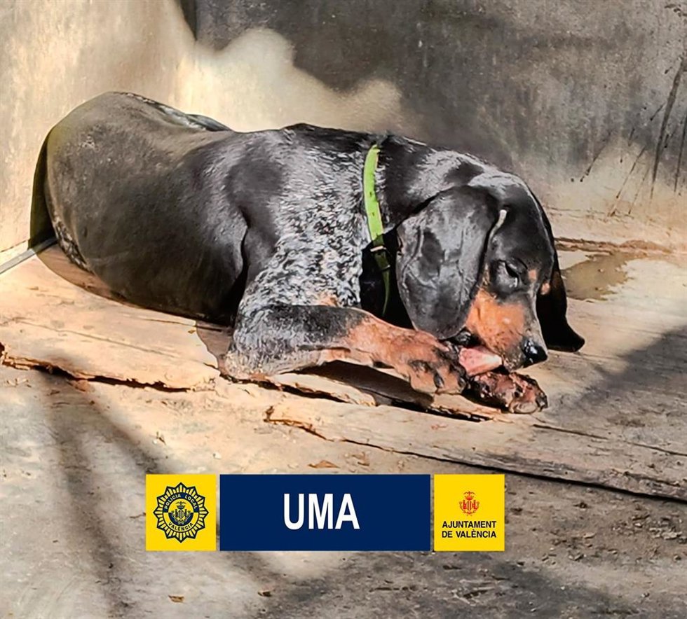 Imagen de uno de los animales que estaba en la alquería en precarias condiciones