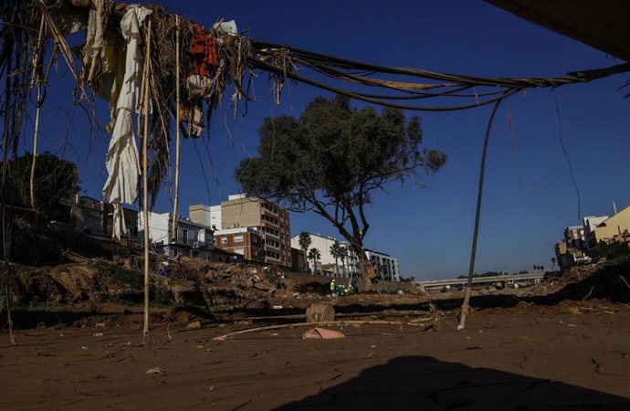 Archivo - El eucalipto que ha resistido a la dana en el barranco del Poyo