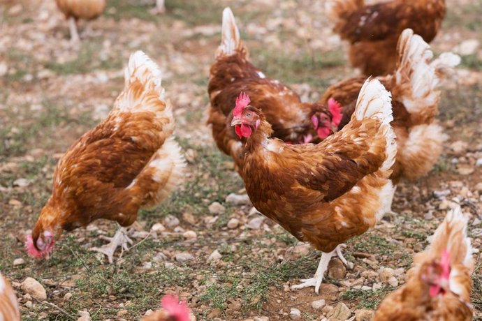 Un grupo de gallinas.