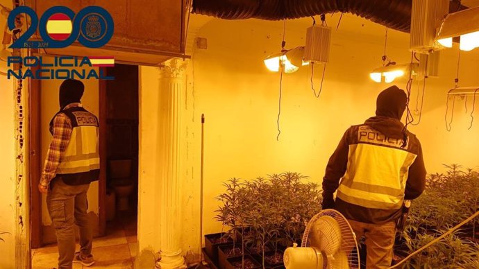 Una de las plantaciones desmanteladas.