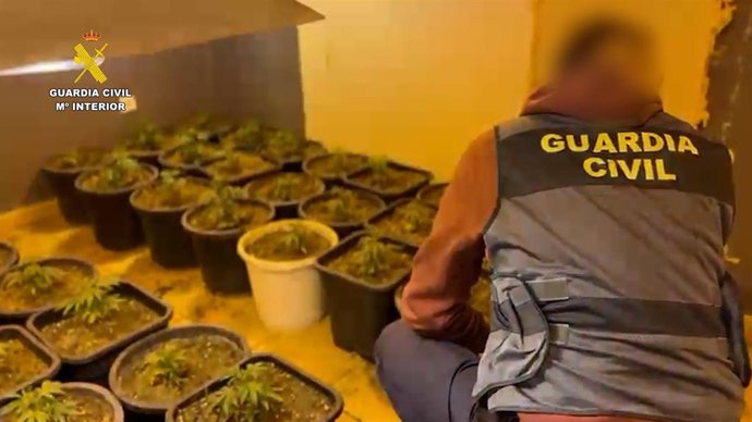 Imagen del cultivo 'indoor' de marihuana intervenido en Abarán