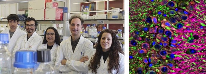 El equipo de investigadores y una imagen de circuitos cerebrales, facilitadas por la UAB