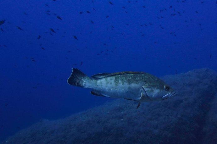 El Govern saca a información pública el proyecto de Decreto de la nueva Reserva Marina del Ponent de Mallorca.