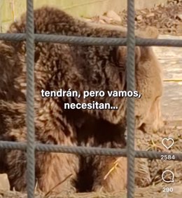 Extracto del vídeo compartido en las redes sociales de PACMA en el que denuncian la situación de los osos del Coto Escolar de León