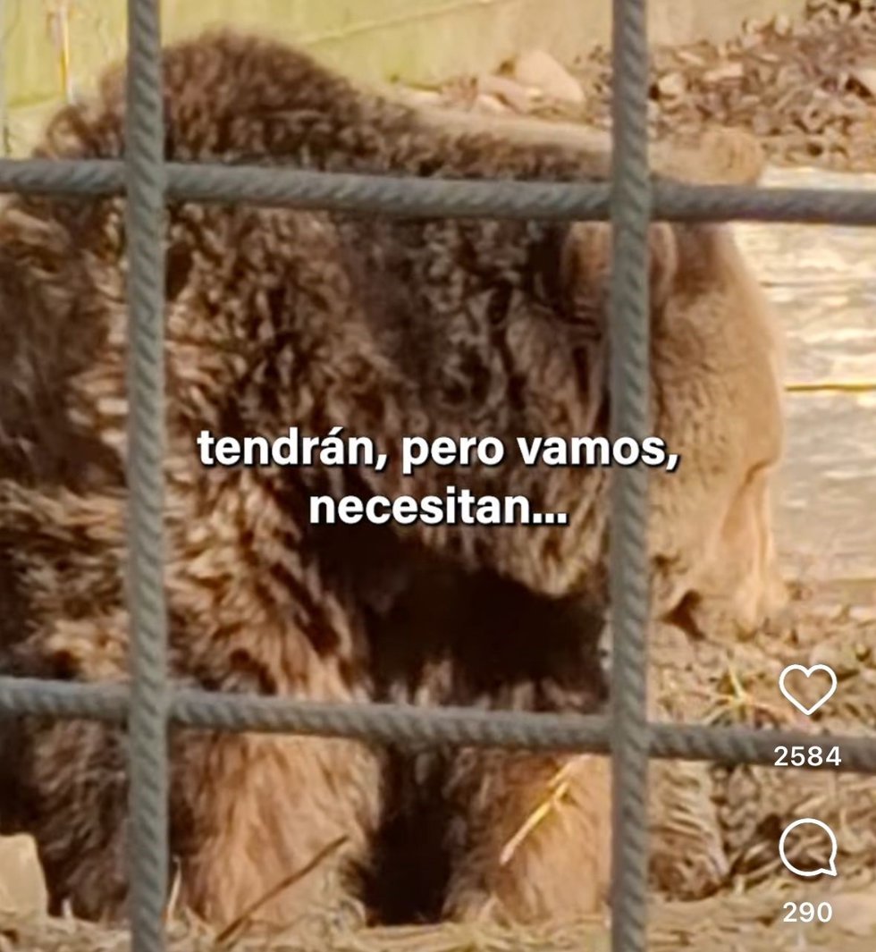Extracto del vídeo compartido en las redes sociales de PACMA en el que denuncian la situación de los osos del Coto Escolar de León