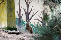 Vox exige al Gobierno que cree un Plan Nacional del Lobo que "favorezca" su conservación a través de la caza