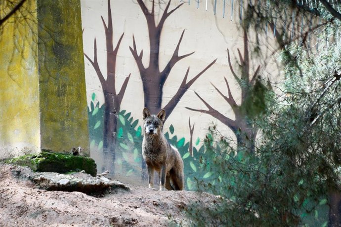 Archivo - Un lobo del Zoo de Guadalajara, que continúa sus labores de mantenimiento y cuidado de sus animales. En Yebes, Guadalajara, España. A 24 de abril de 2020.