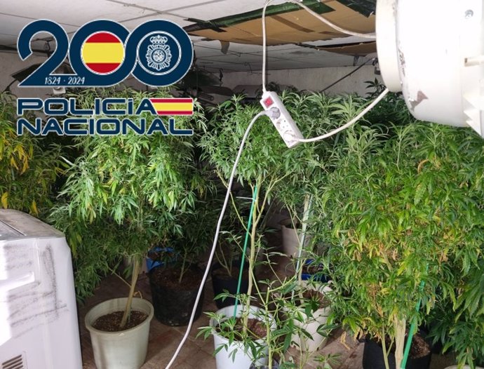 Plantas intervenidas por la Policía Nacional.