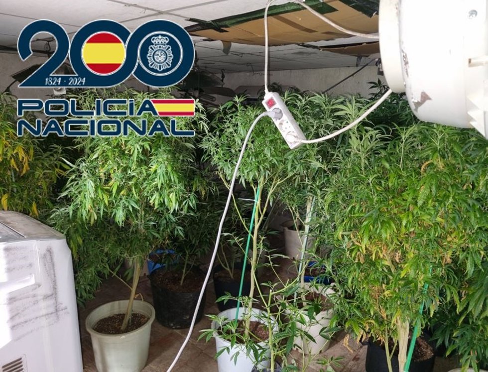 Plantas intervenidas por la Policía Nacional.