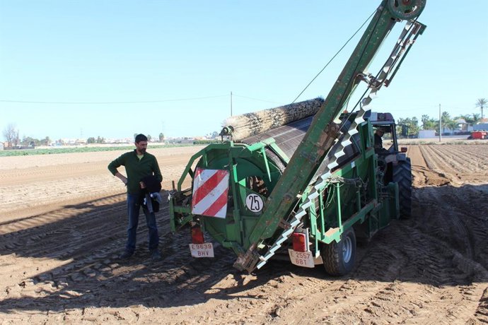 Recolección de chufa