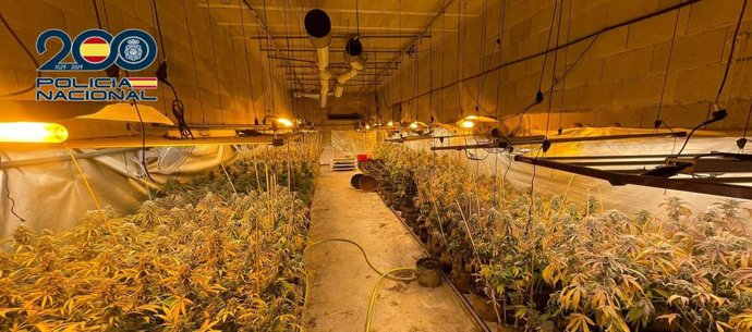 Plantació intervinguda