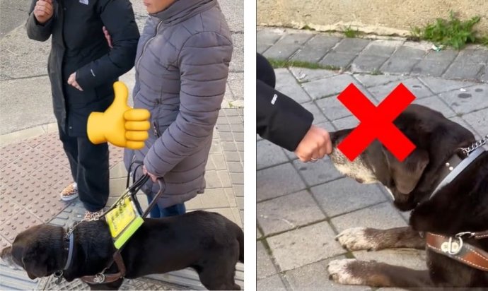 "No Hagas Esto Con Un Perro Guía": Los Errores Más Comunes Al Encontrarte Con Uno En La Calle, Según ONCE