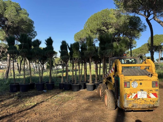 Imagen de los nuevos árboles plantados en el Pinar de Oromana.