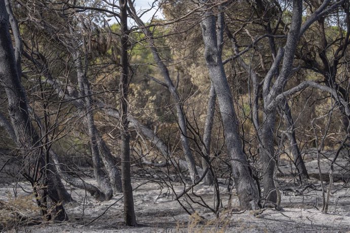 Archivo - Arxiu - Vegetació afectada per l'incendi forestal declarat del Saler, a 23 d'octubre del 2023, a València
