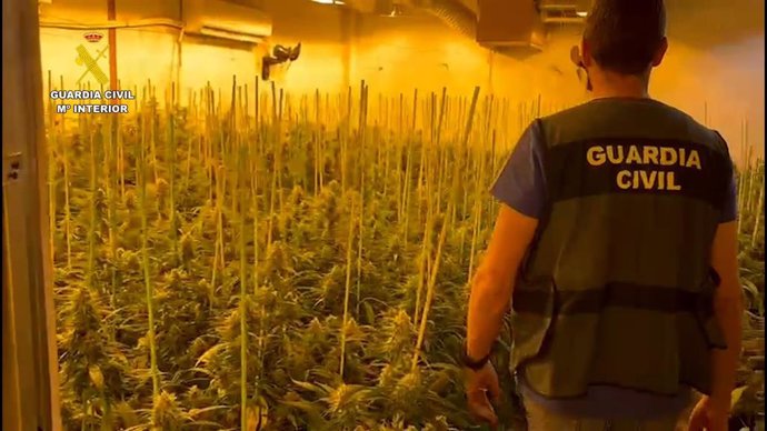 Archivo - Cultivo de marihuana intervenido por la Guardia Civil en una imagen de archivo