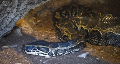 C. Valenciana