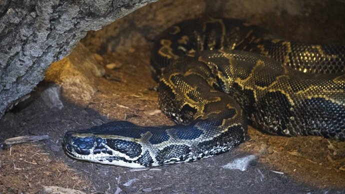 Pitón de Seba (Python sebae)