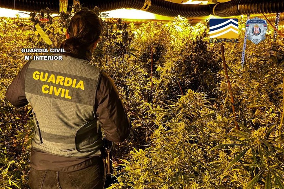 La Guardia Civil interviene 4.619 plantas de cannabis, 2.796 esquejes y 131 kilos de cogollos ya preparados y 66 kilos de picadura de marihuana en Cataluña y Aragón