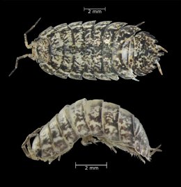 Cochinilla de la humedad descubierta en la laurisilva de Tenerife