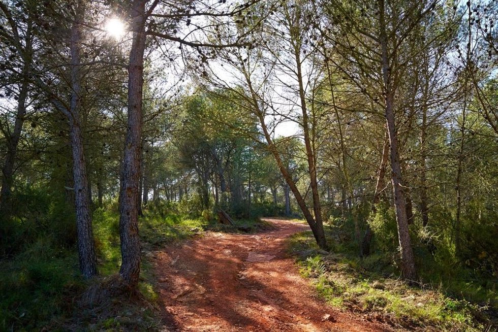 La sequía y los patógenos exóticos amenazan la regeneración de los bosques mediterráneos, según el CSIC.
