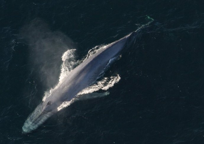 Los excrementos de ballena contienen hierro que podría haber ayudado a fertilizar océanos pasados