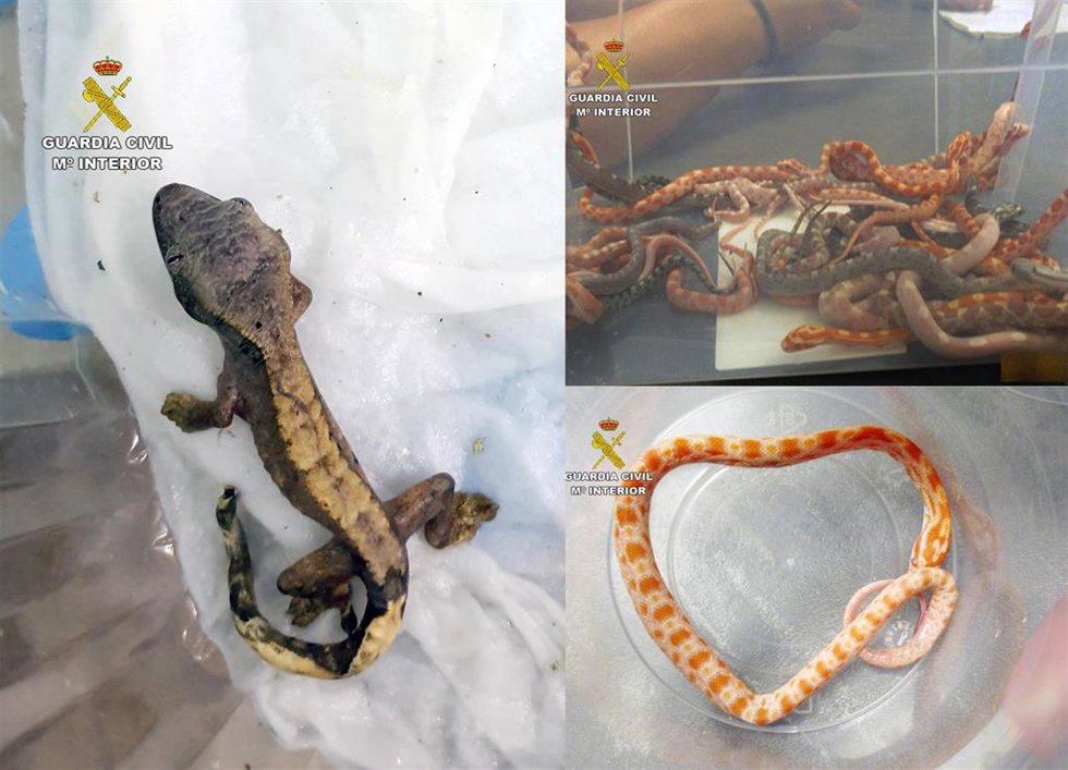 Imagen de los animales intervenidos por la GUardia Civil