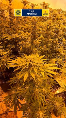 LA POLICÍA LOCAL LOCALIZA, EN EL CABANYAL, UNA PLANTACIÓN ILEGAL CON 146 PLANTAS DE MARIHUANA
