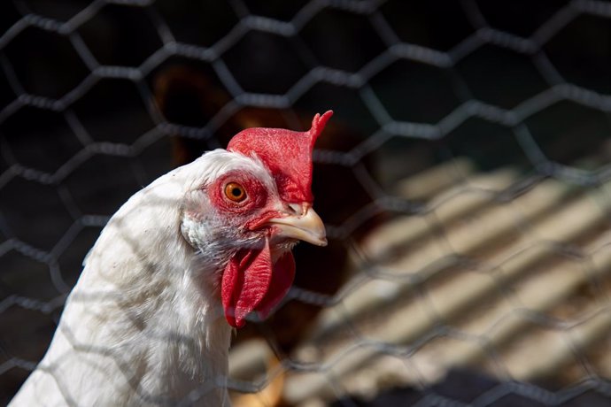 Archivo - Una gallina dentro de una casa, a 19 de marzo de 2024, en El Berrueco, Madrid (España). El municipio de El Berrueco se localiza a orillas del embalse de El Atazar en un entorno natural rodeado de piedras berroqueñas algunas de las cuales son pro