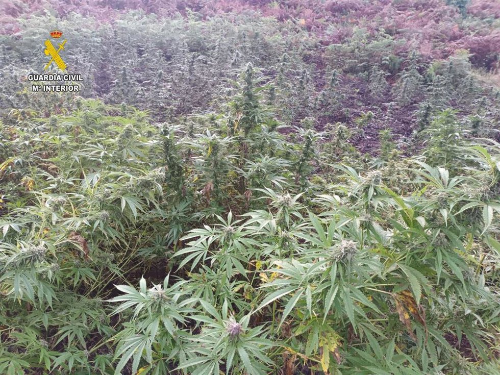 Archivo - Plantas de marihuana en imagen de archivo.