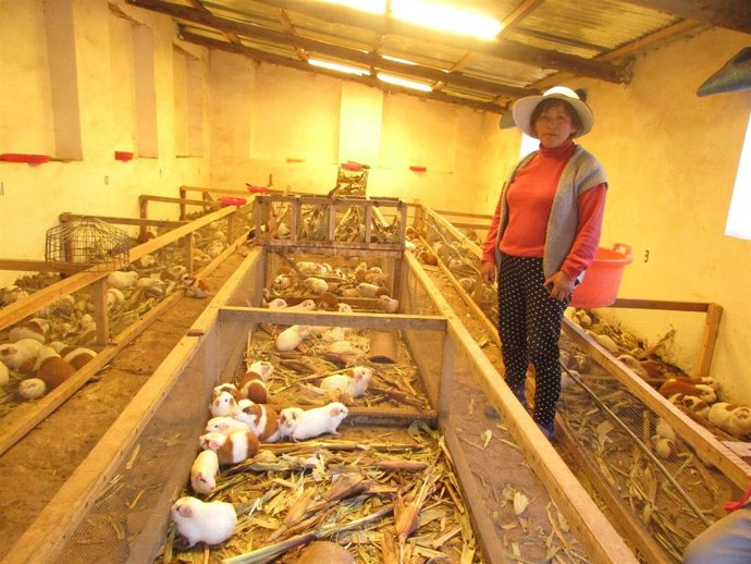 Una indígena criadora de cuyes en un distrito rural de Cusco (Perú).