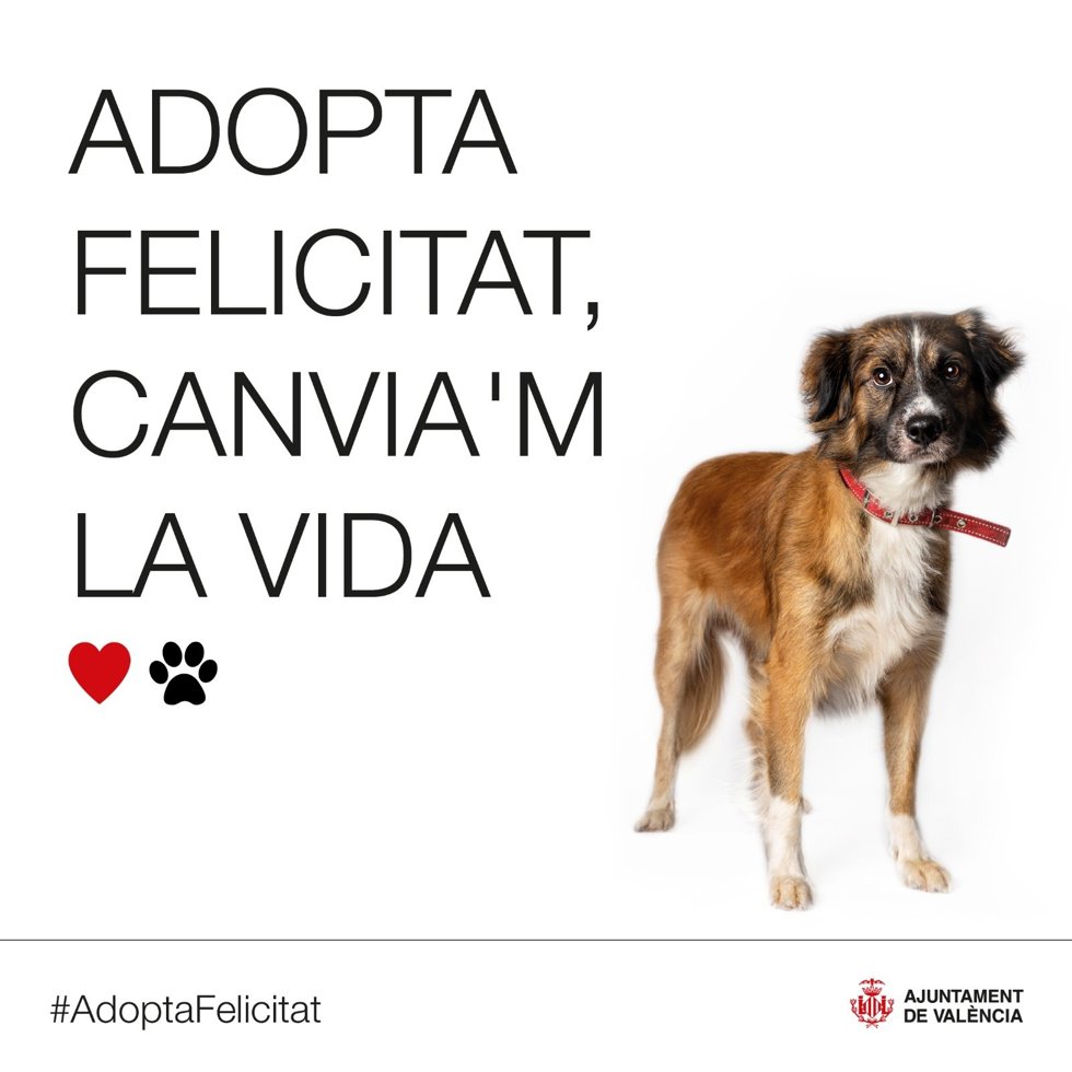El Ayuntamiento de Valncia lanza la campaña de adopción de animales 'Adopta felicidad, cámbiame la vida'