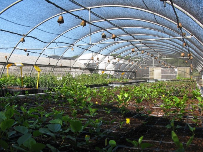 El CIEF celebra su 20 aniversario con el objetivo de restaurar los sistemas forestales y de flora de la Comunitat