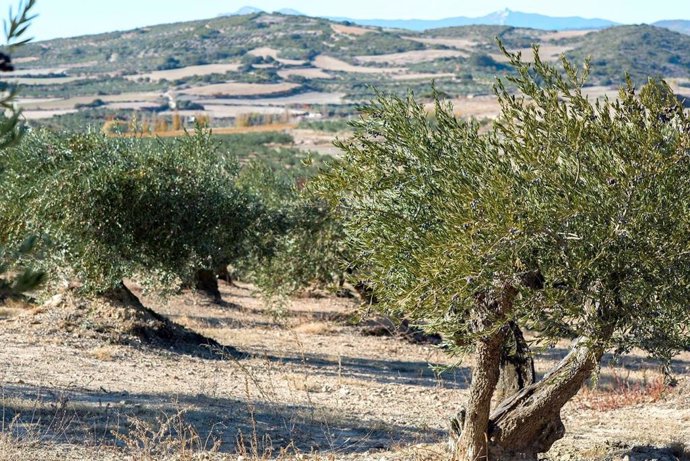 Archivo - Imagen de archivo de un olivar de Andalucía.