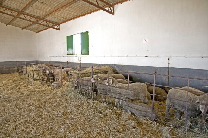 Archivo - Ejemplares de Merino Precoz de la finca El Cuartillo de la Diputación de Cáceres