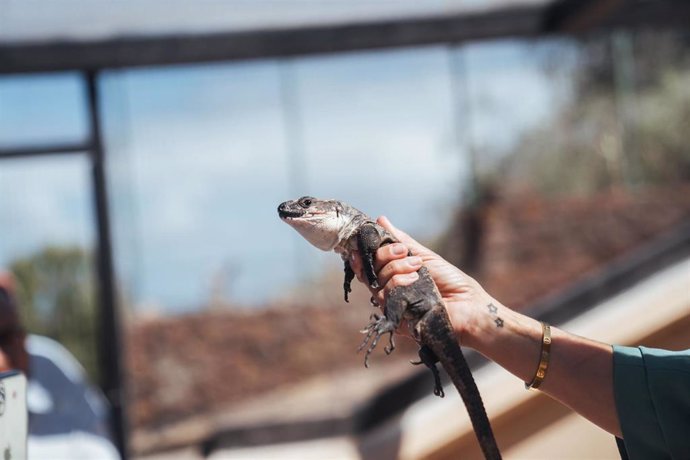 Archivo - Lagarto Gigante de La Gomera