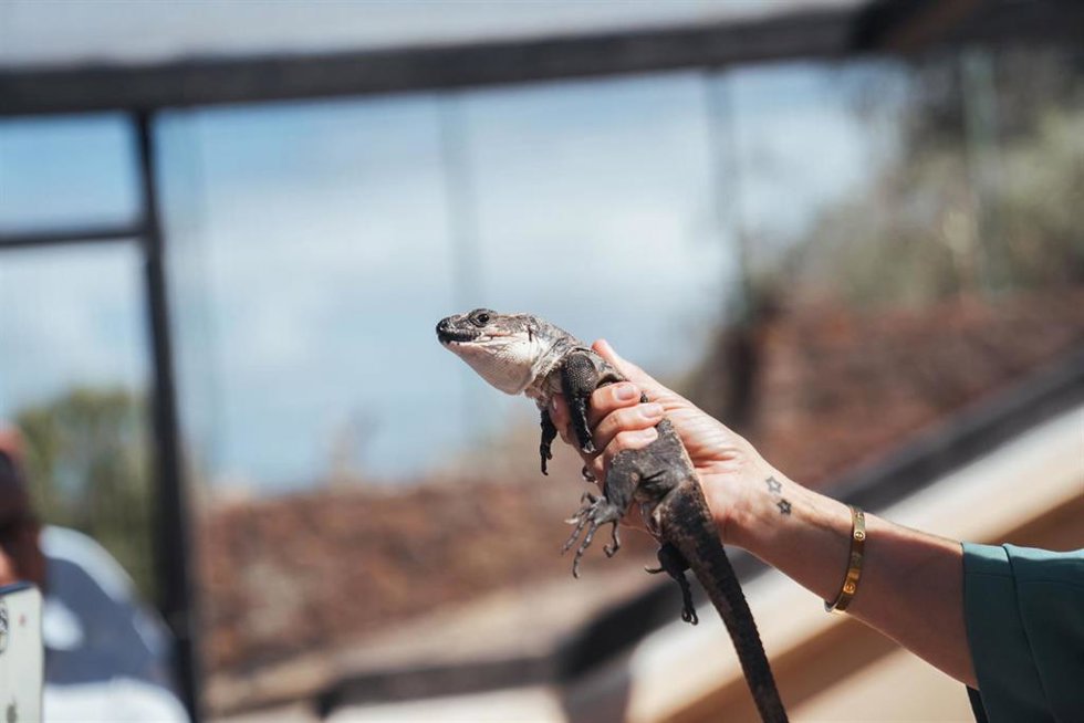 Archivo - Lagarto Gigante de La Gomera