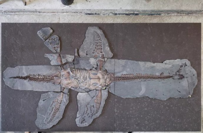 Esqueleto del nuevo plesiosaurio en el Urwelt-Museum Hauff en Holzmaden, Alemania.