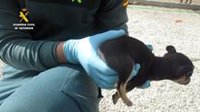 La Guardia Civil investiga a un vecino de Lorca por amputar la cola a cuatro cachorros de perro
