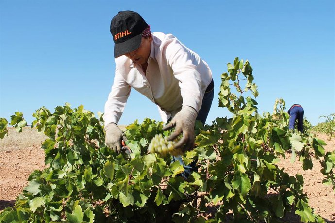 Archivo - Una persona recoge uvas de una cosecha durante la temporada de vendimia de 2021, a 21 de septiembre de 2021, Alcubillas, Ciudad Real, Castilla-La Mancha, (España). Cooperativas Agro-alimentarias Castilla-La Mancha celebra, en pleno desarrollo de