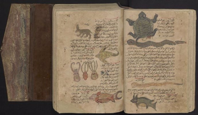 Tres sepias y otros animales marinos y terrestres. De un manuscrito árabe del Libro de las Hierbas de Dioscórides