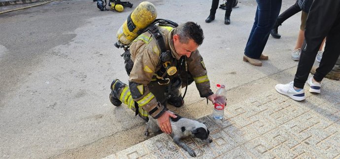 Imagen del perro rescatado en el incendio