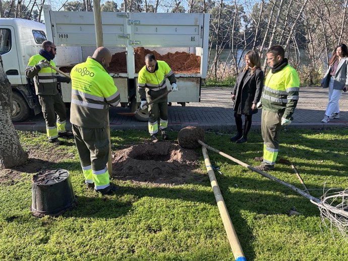 Imagen de la plantación en el parque de San Jerónimo