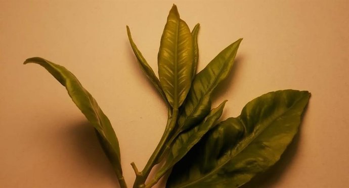 Imagen de un cultivo afectado por el trips del té