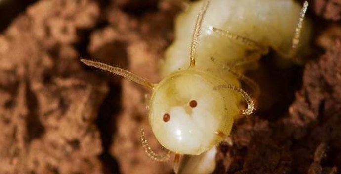 La larva de mosca azul con la ‘máscara de termita’ en un termitero, en Marruecos