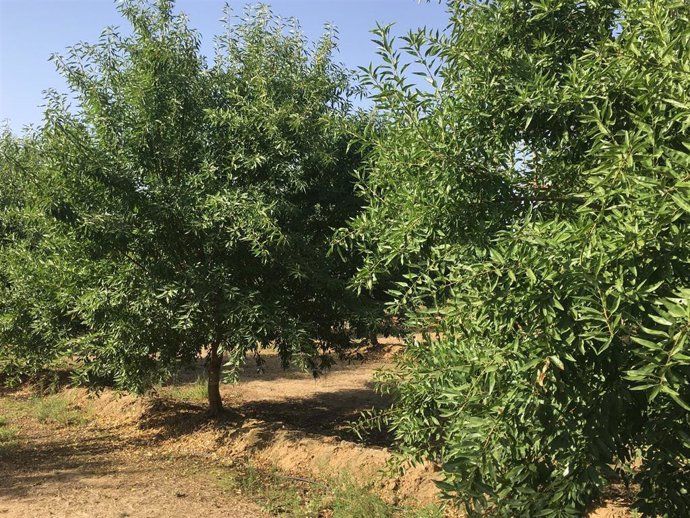 Almendros
