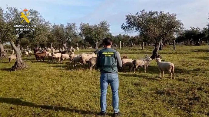 Operación de la Guardia Civil contra el hurto de ovejas en una finca cacereña