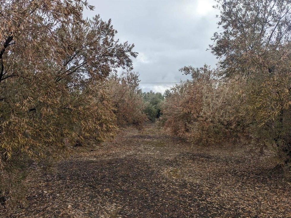 Olivos secos en la comarca de Baza, en el norte de la provincia de Granada