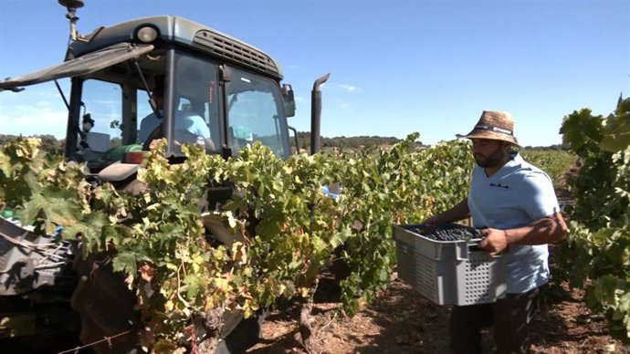 Archivo - Vendimia en Cortijo Los Aguilares de Ronda (Málaga)