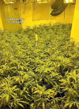 Imagen de la plantación de marihuana intervenida por la Guardia Civil