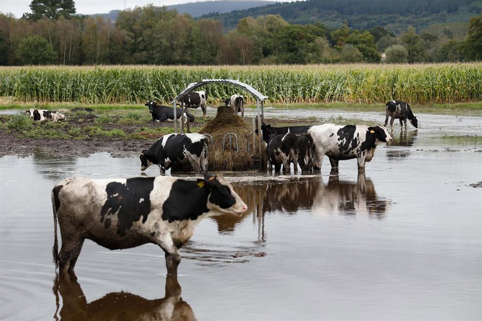 Archivo - Vacas en un pasto inundado por el desbordamiento del río Anllo, a 9 de octubre de 2024, en Goá, Vilalba, Lugo, Galicia (España). La Agencia Estatal de Meteorología (AEMET) ha puesto a Galicia en alerta naranja por la borrasca Kirk, que provoca